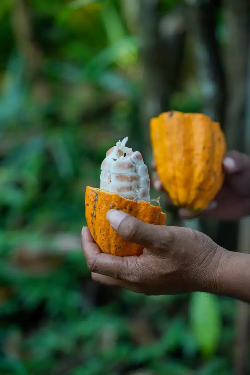 Cacao from the living jungle garden